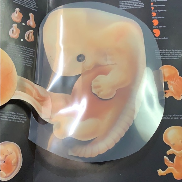 Educational three-dimensional book - Picture 4 of 5